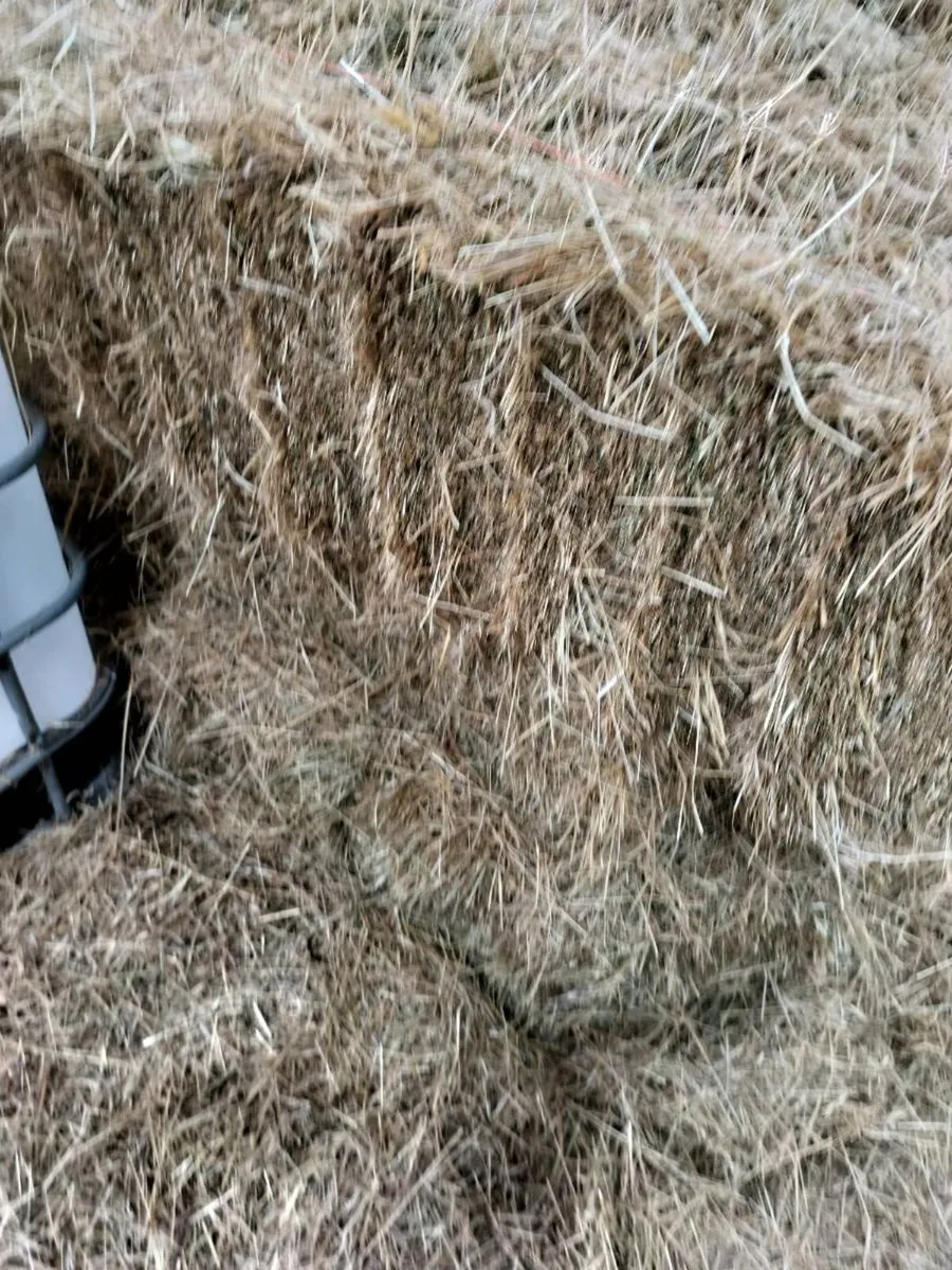 250 square hay bales - Image 3