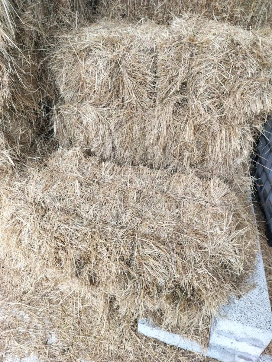 250 square hay bales - Image 2