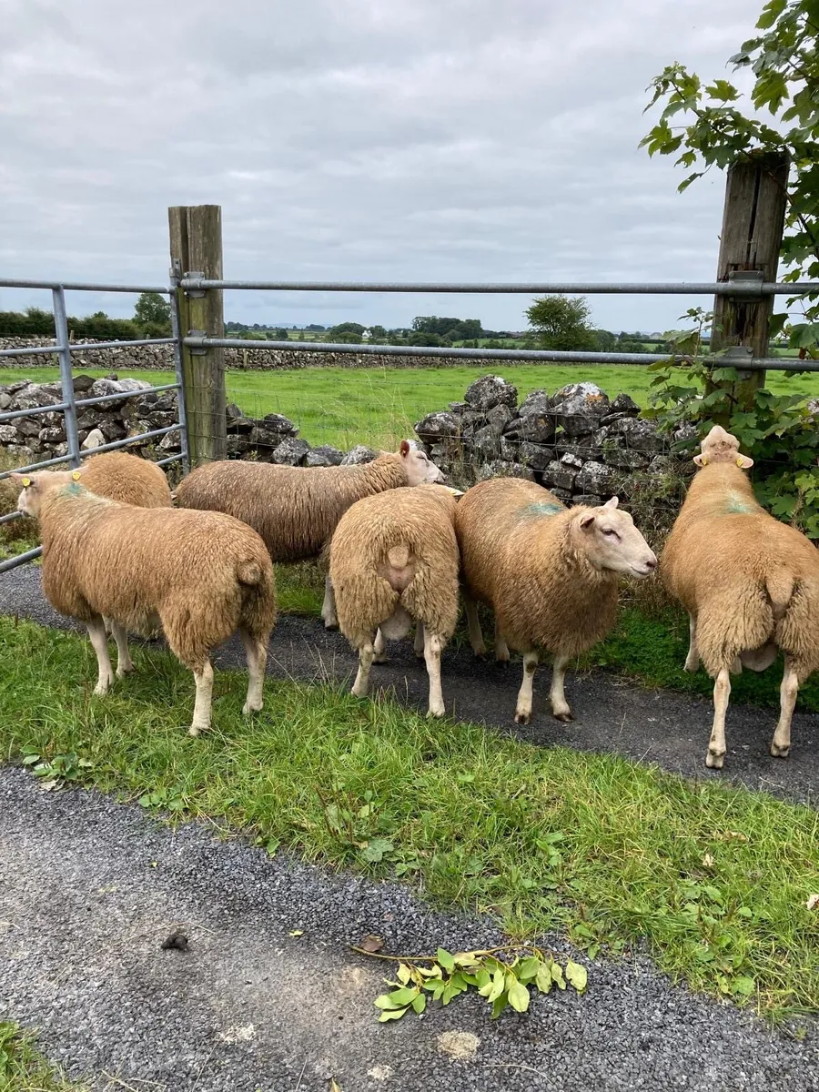 Pedigree registered belclare ram lambs - Image 1