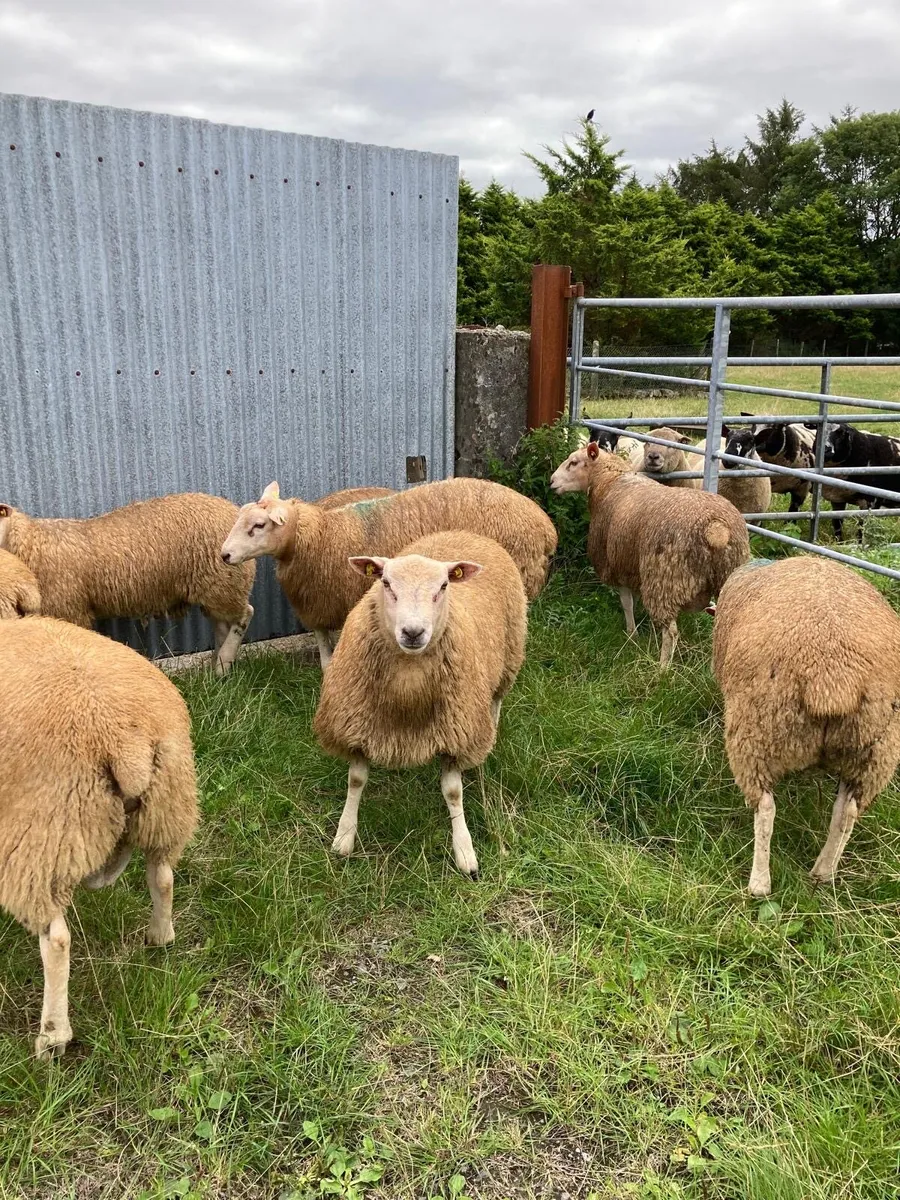 Pedigree registered belclare ram lambs - Image 2