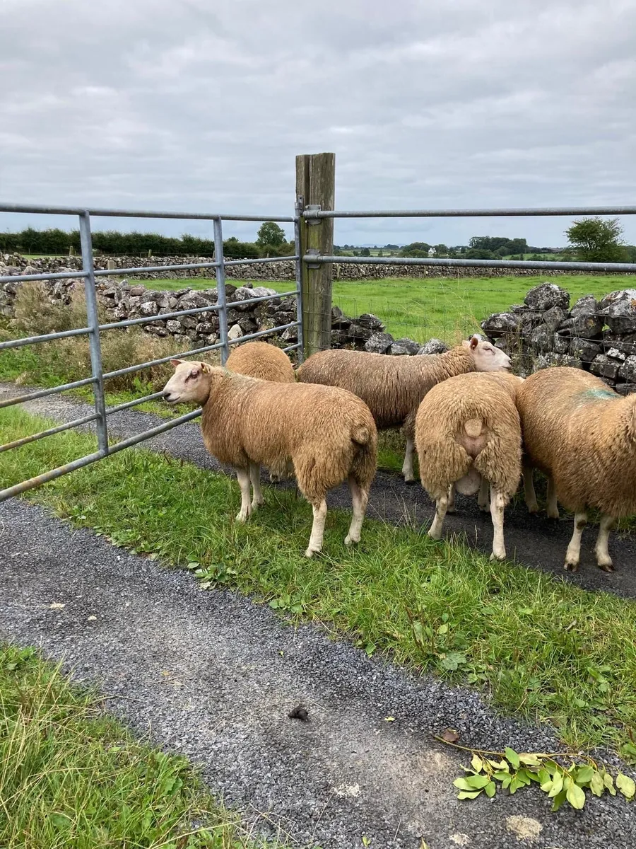 Pedigree registered belclare ram lambs - Image 3