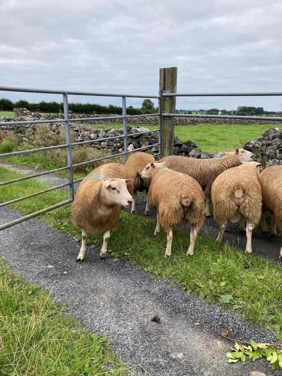 Pedigree registered belclare ram lambs - Image 4
