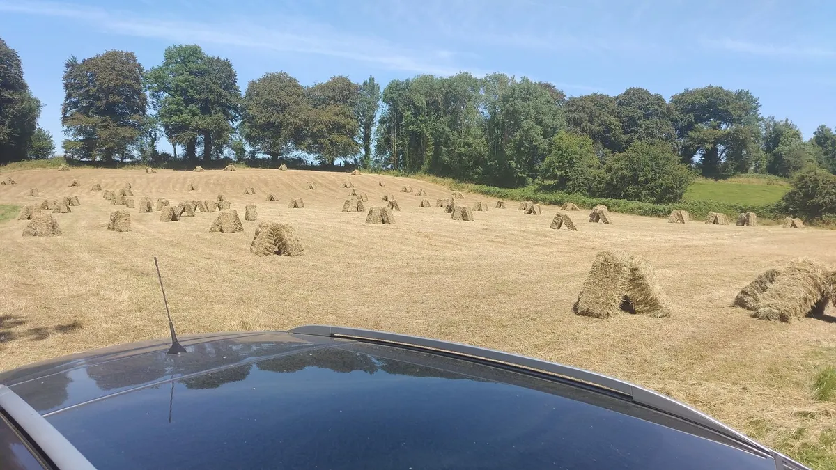 250 square hay bales - Image 1