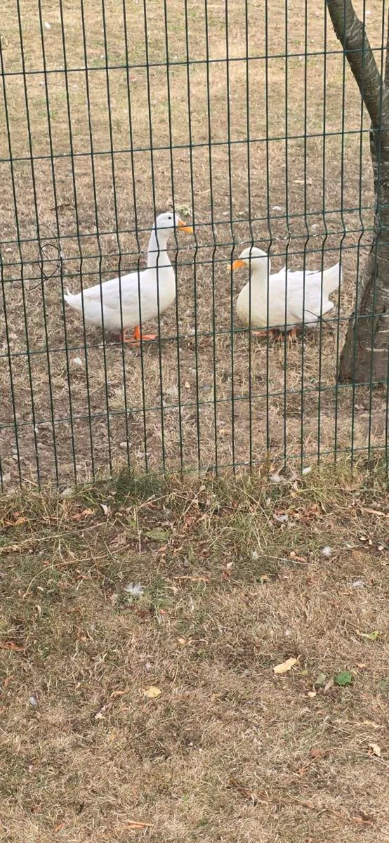 Aylesbury Ducks