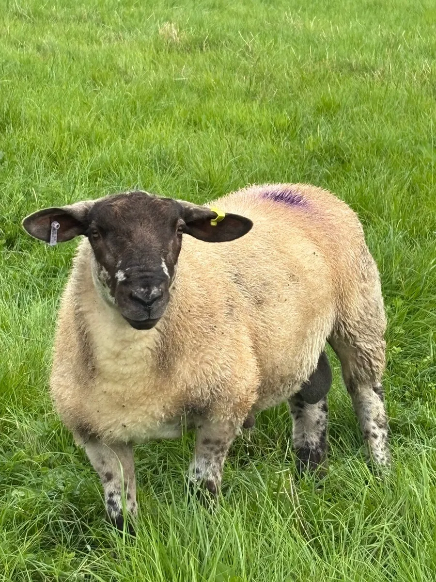 Suff Tex Ram Lamb - Image 1