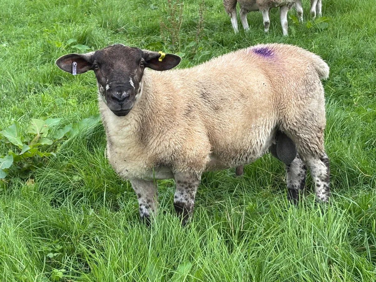 Suff Tex Ram Lamb - Image 2
