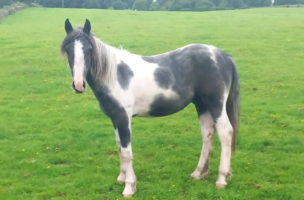 🐴 Promising Yearling Stallion – Great Potential