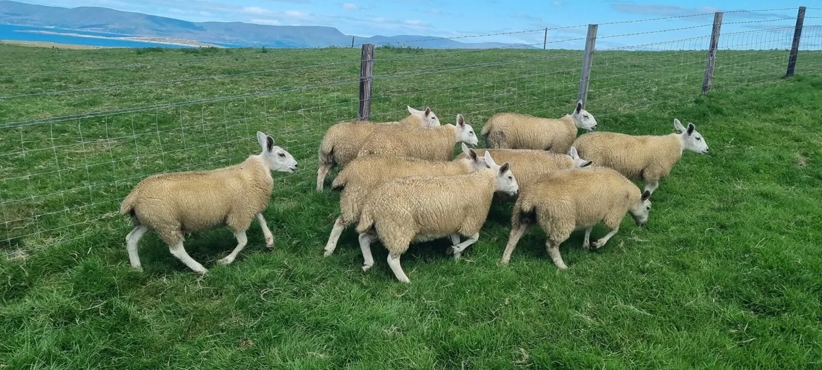 Ewe lambs - Image 1