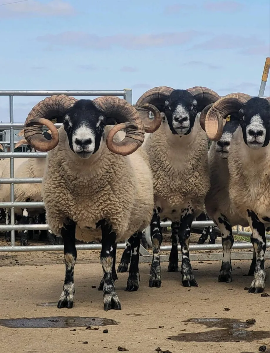 Lanark Hogget Rams - Image 1