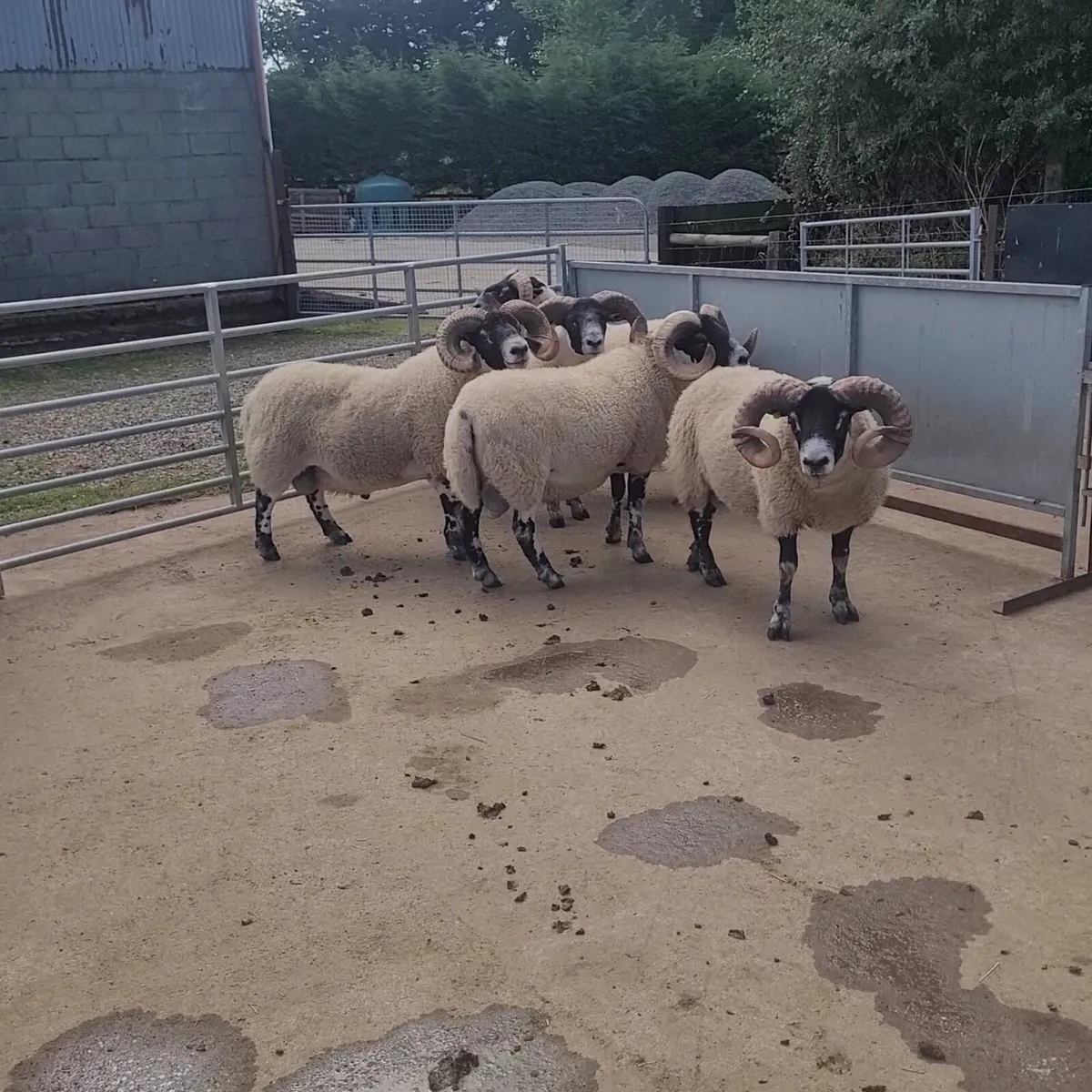 Lanark Hogget Rams - Image 4