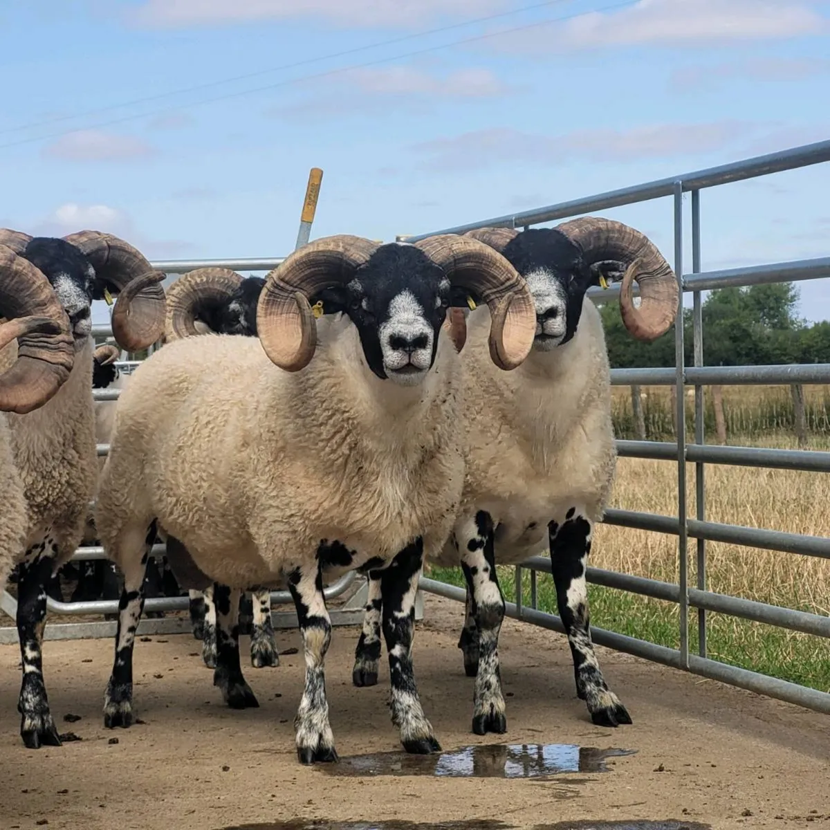 Lanark Hogget Rams - Image 2