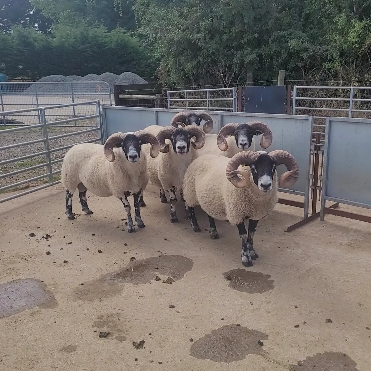 Lanark Hogget Rams - Image 3