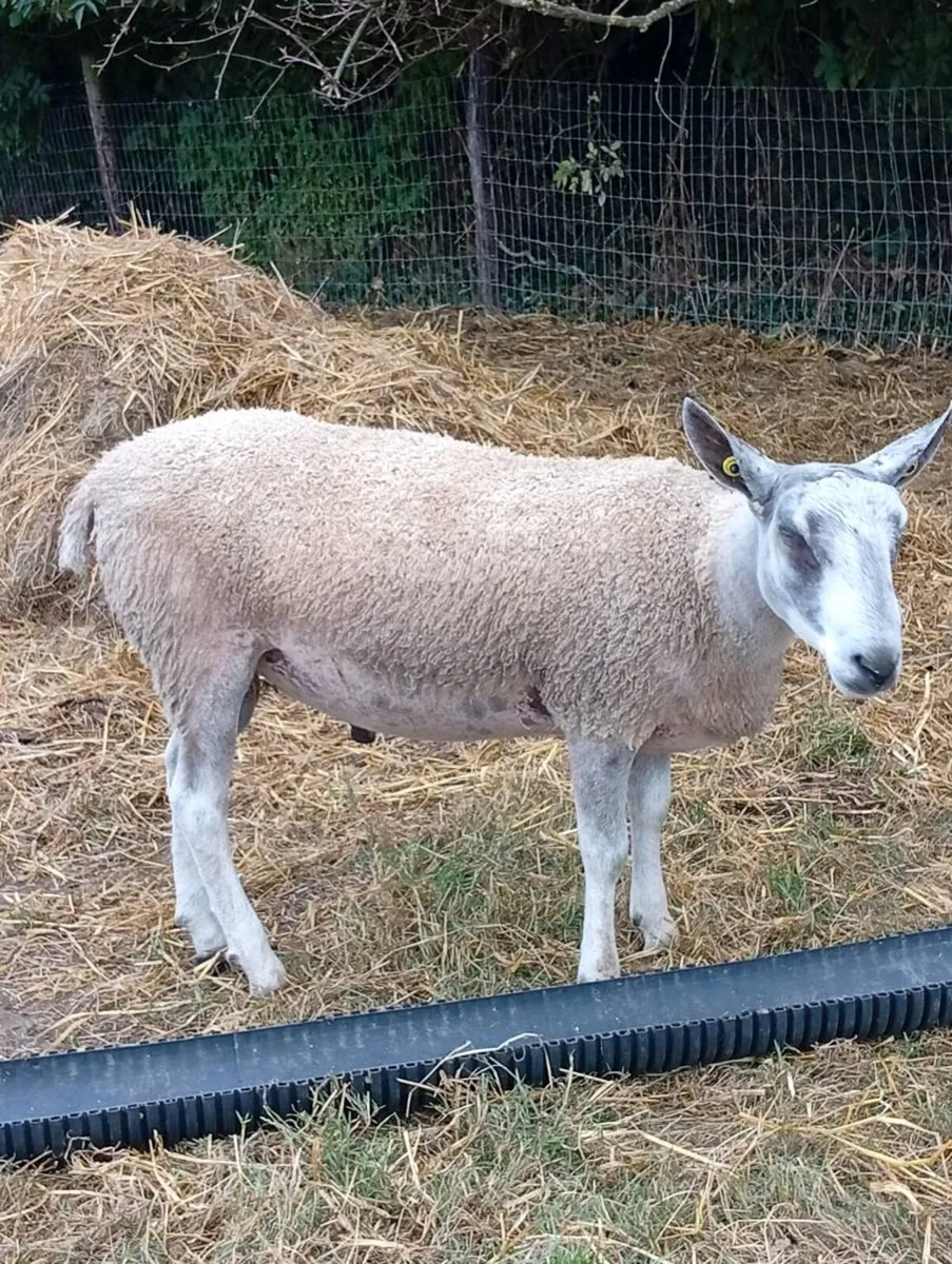 Blue Leicester Rams - Image 1
