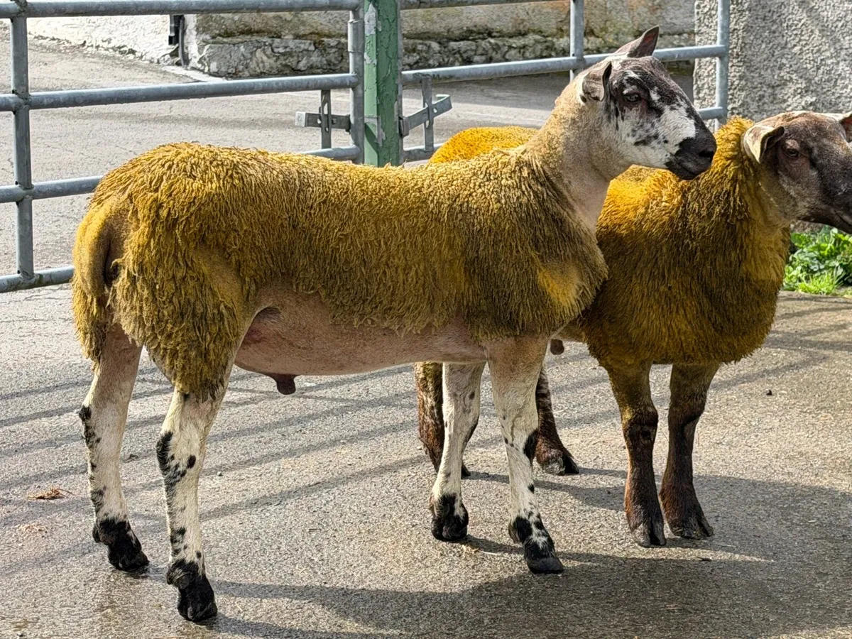 Ram lambs - Image 2