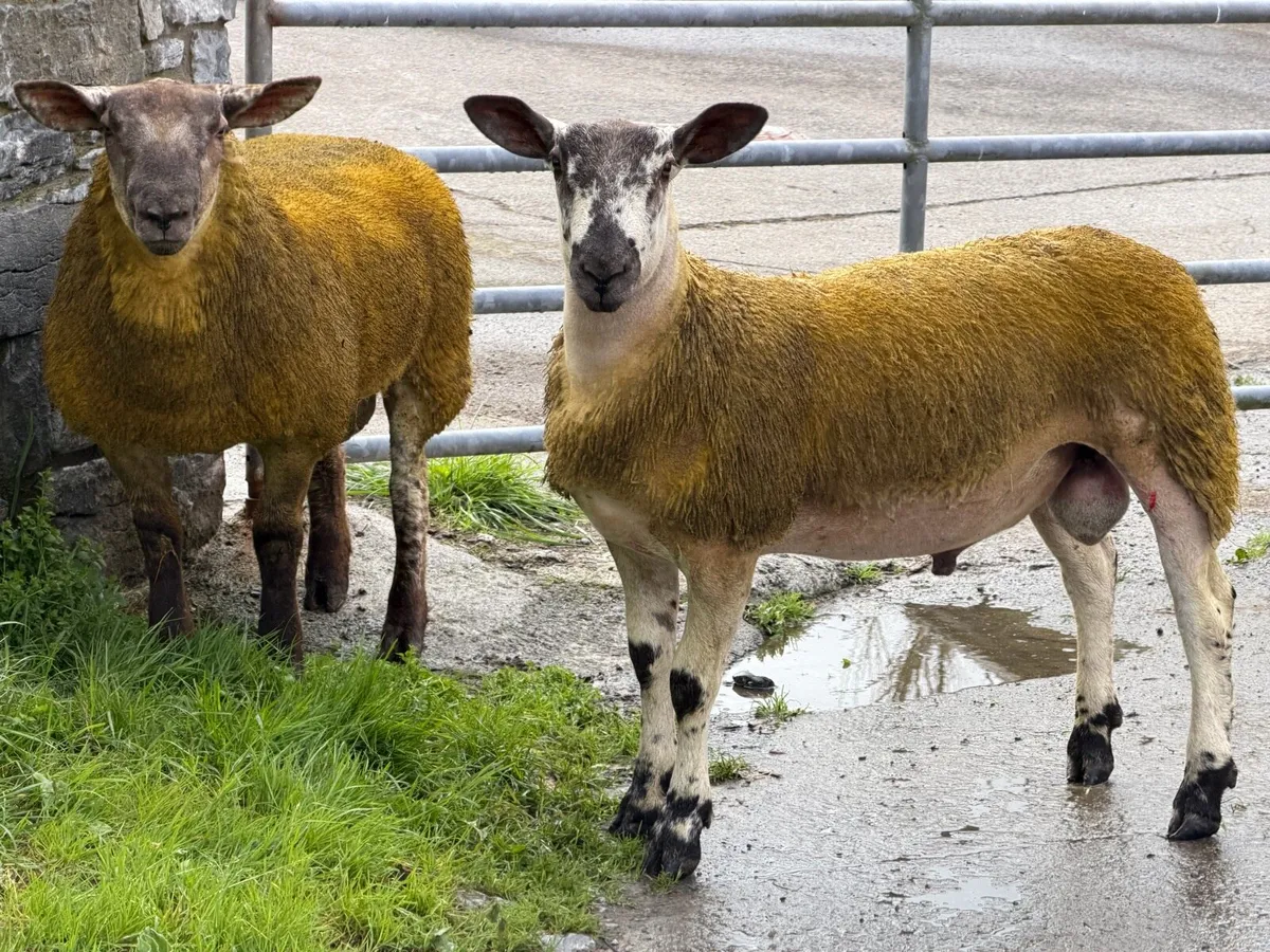 Ram lambs - Image 3