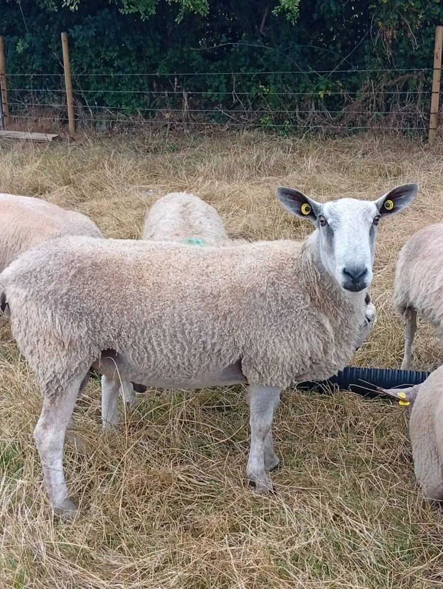 Blue Leicester Rams - Image 2