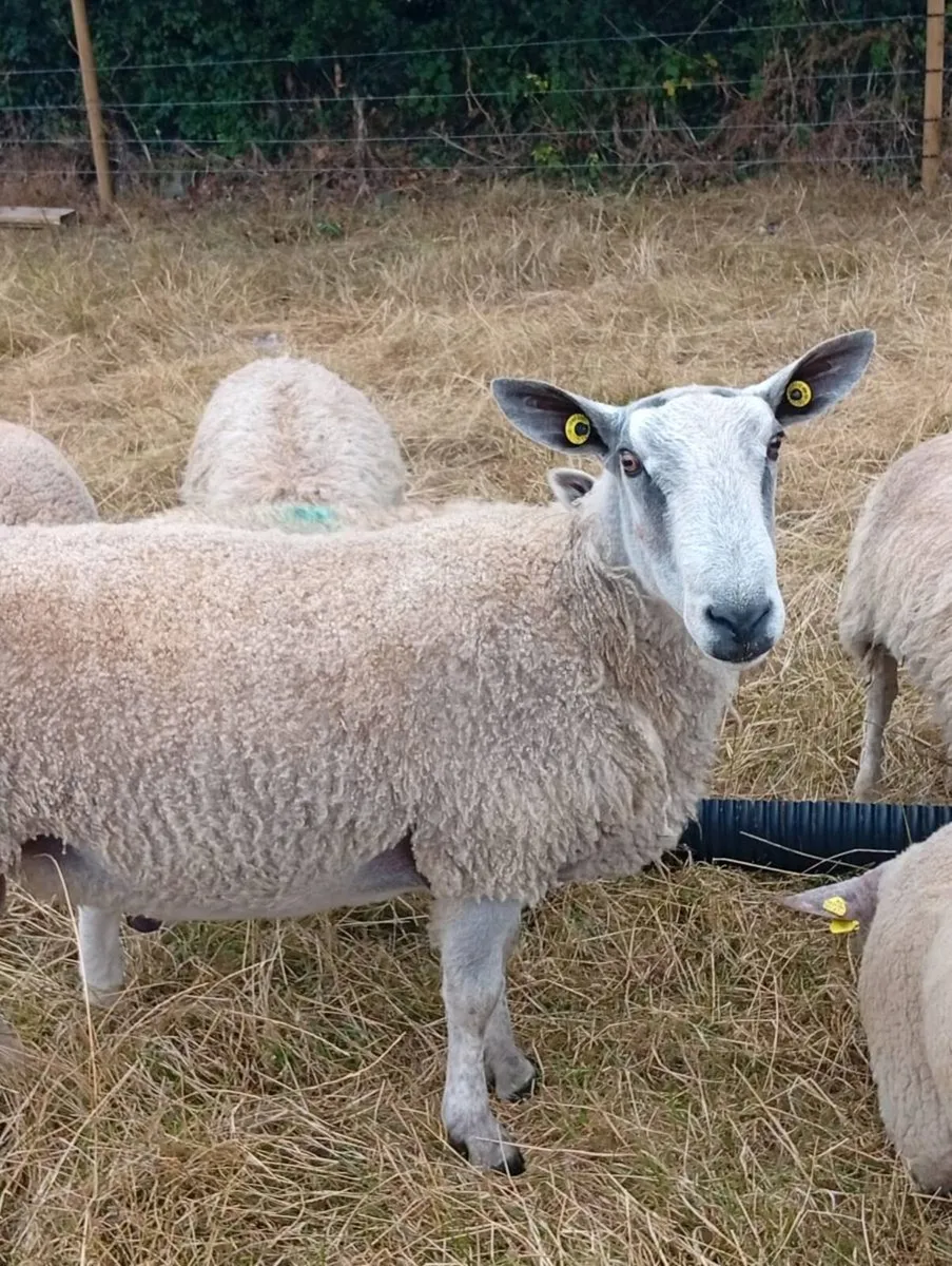 Blue Leicester Rams - Image 3