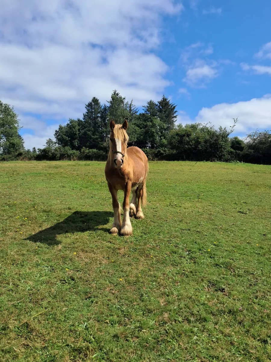 Yearling gelding for sale - Image 4