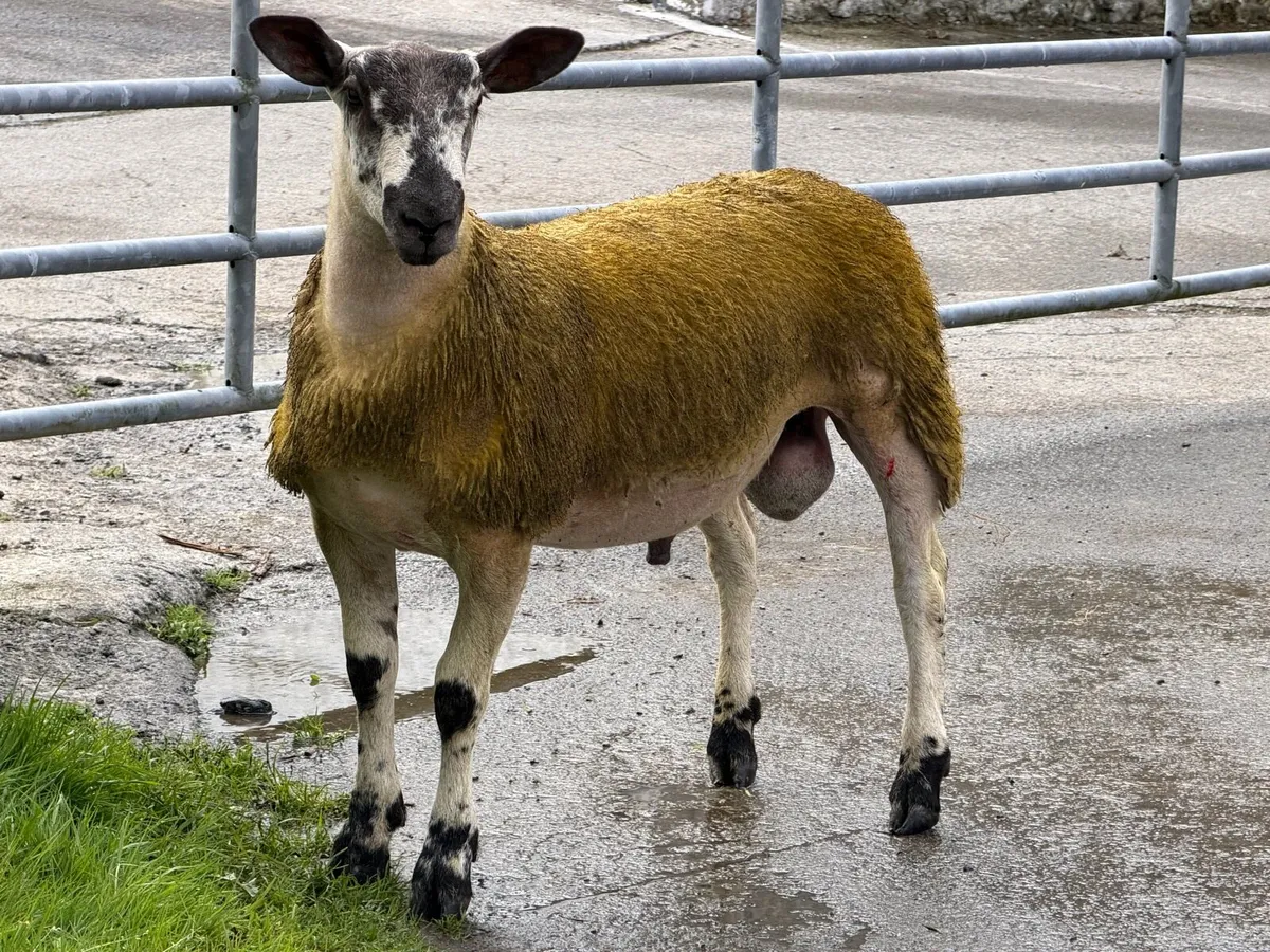 Ram lambs - Image 4