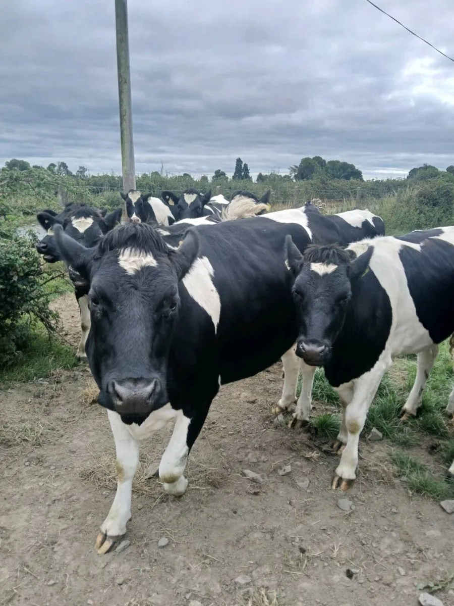 Incalf heifers - Image 1
