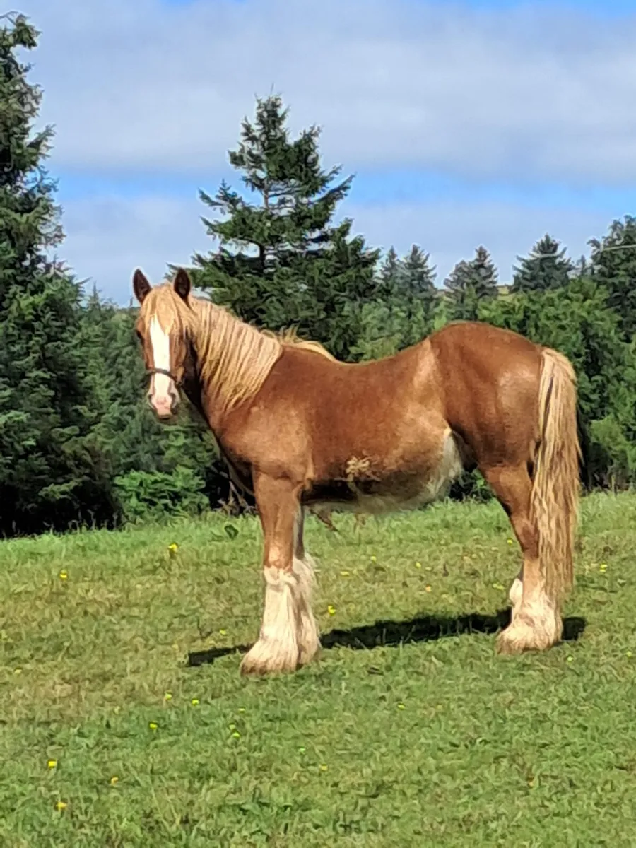 Yearling gelding for sale - Image 1