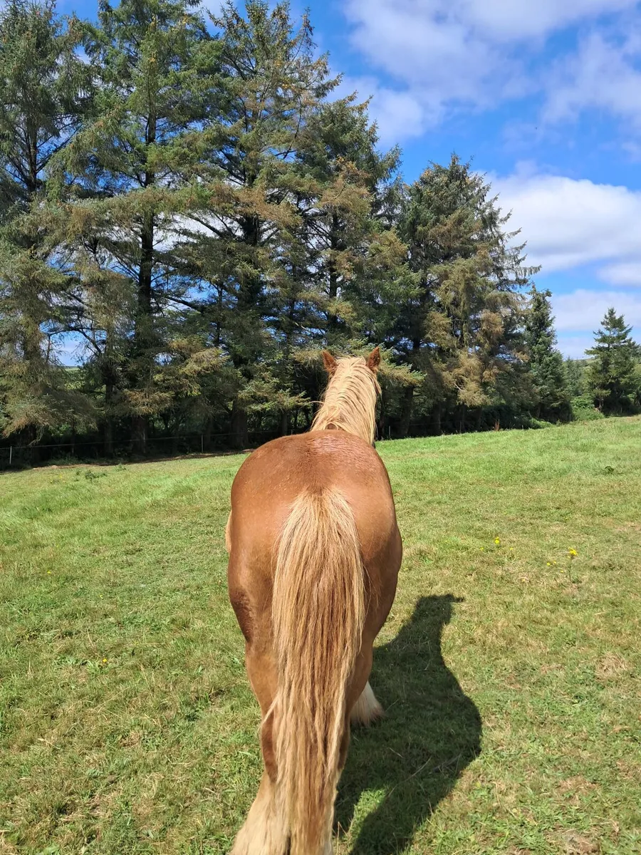 Yearling gelding for sale - Image 2