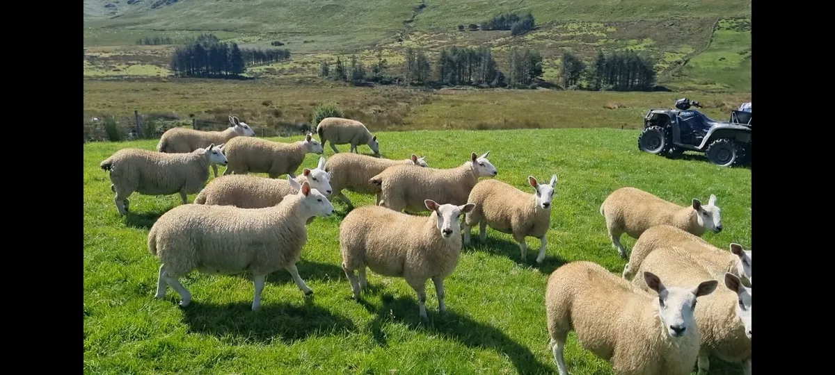 Ewe lambs - Image 2