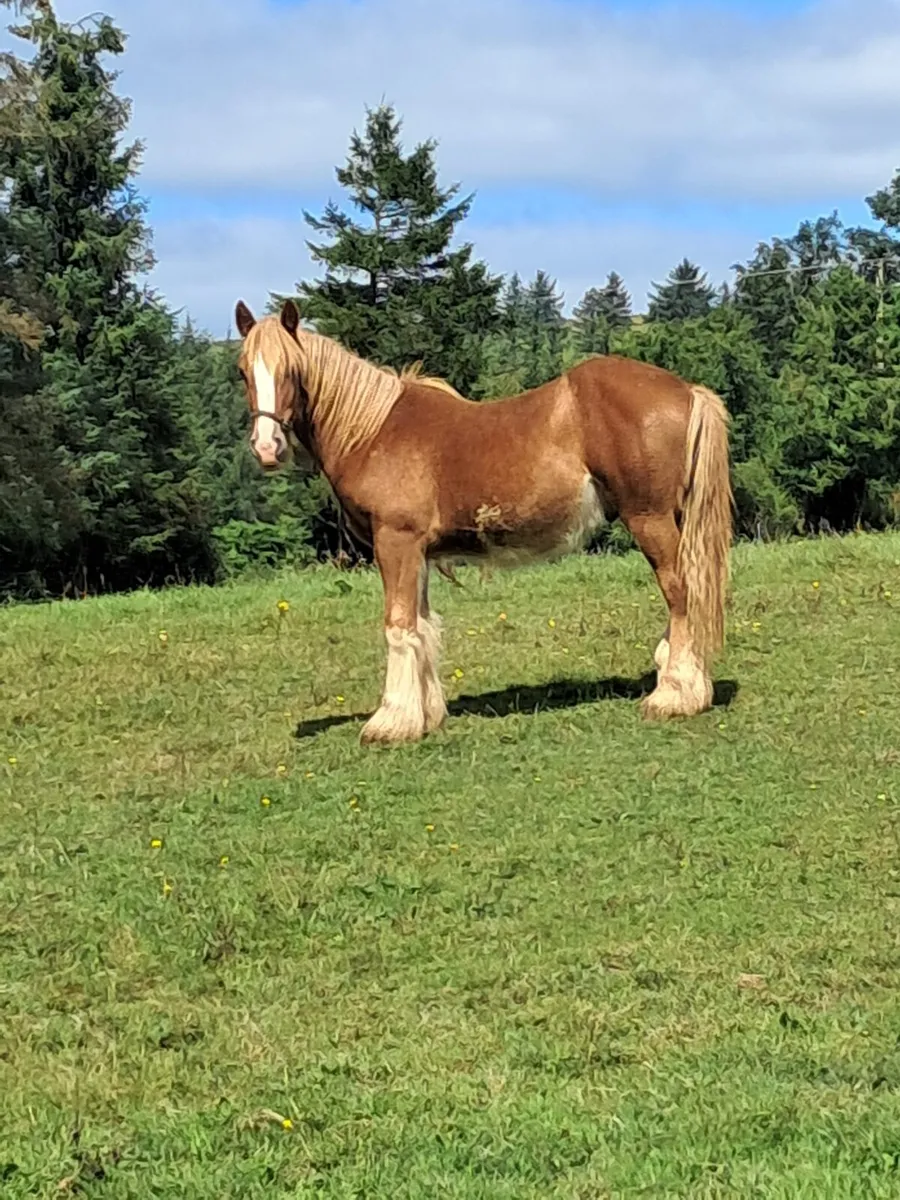 Yearling gelding for sale - Image 3