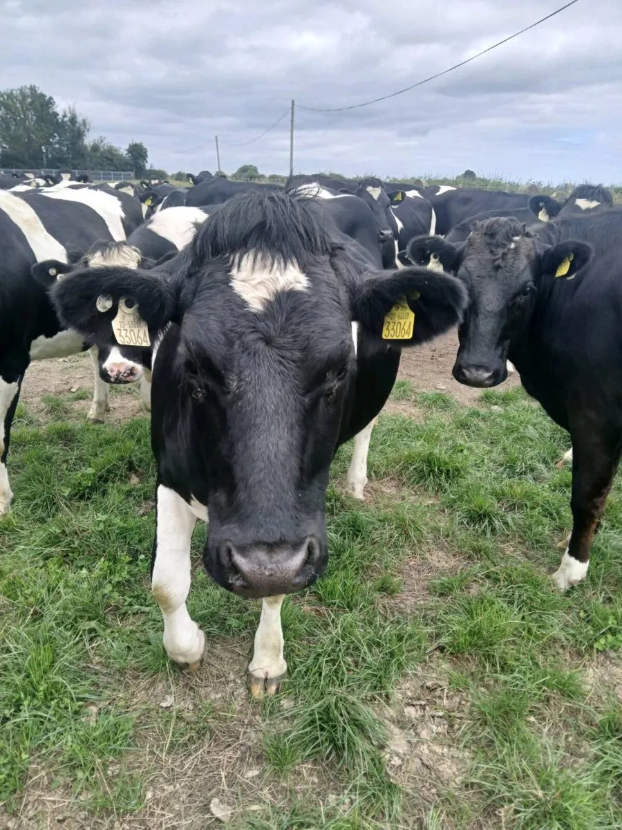 Incalf heifers - Image 2
