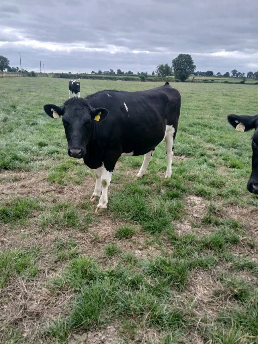 Incalf heifers - Image 3