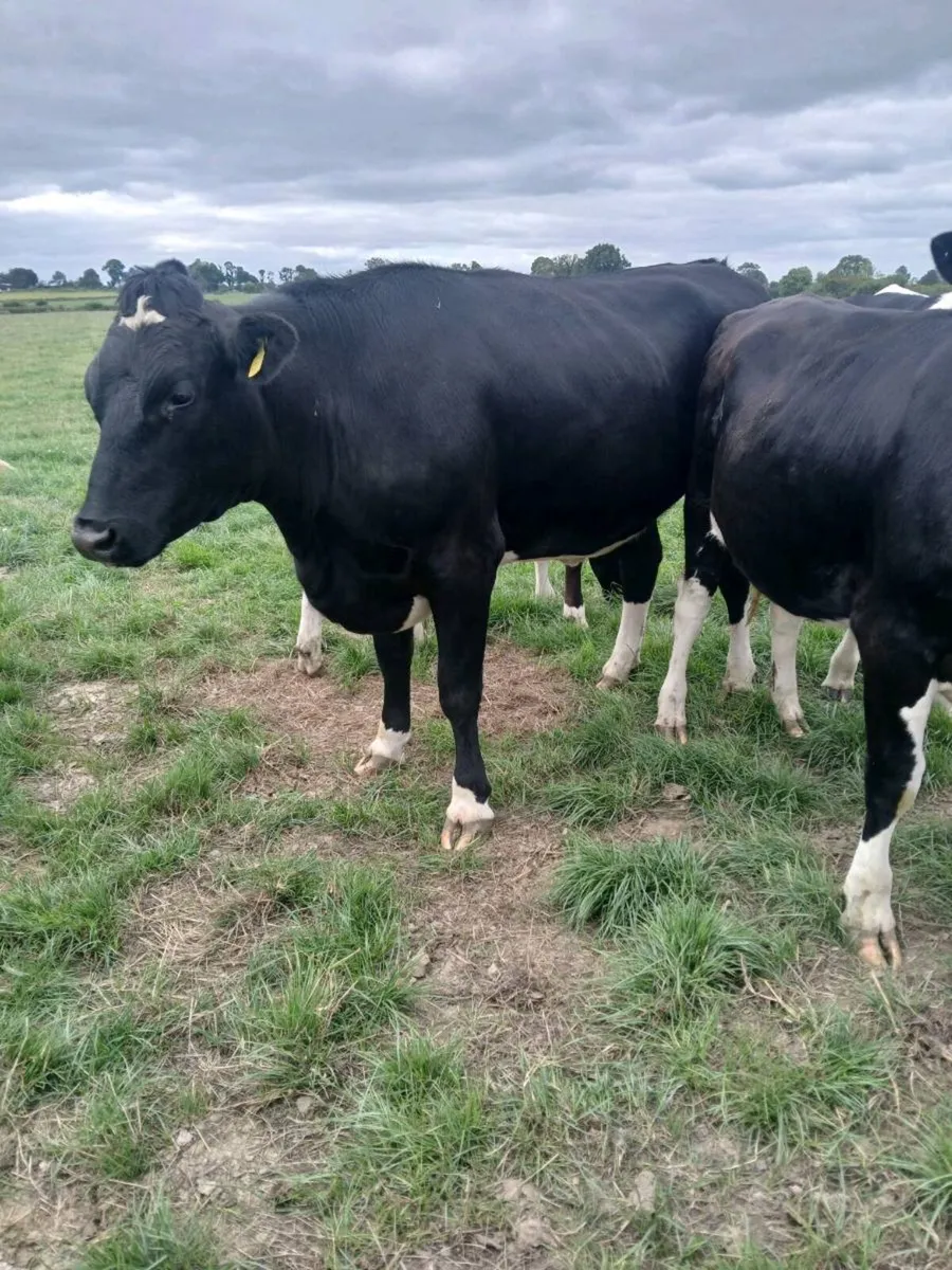 Incalf heifers - Image 4