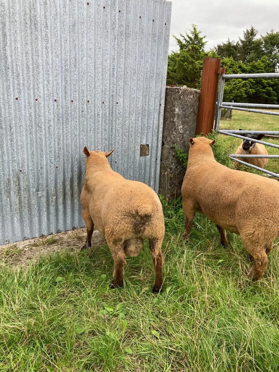 Selection of pedigree registered Vendeen ram lambs - Image 3