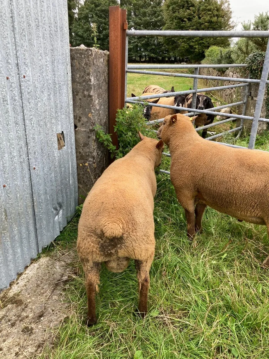 Selection of pedigree registered Vendeen ram lambs - Image 4