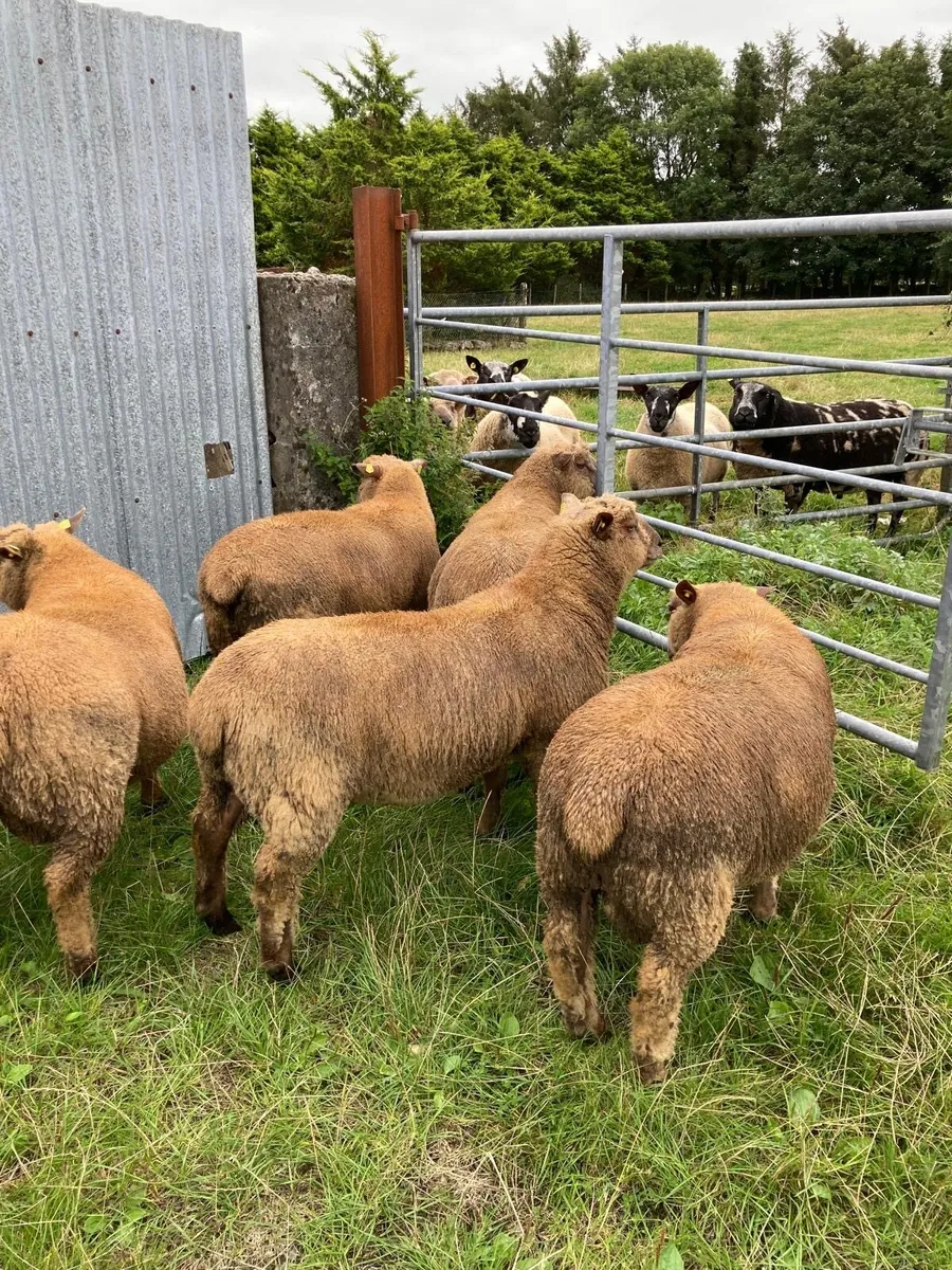Selection of pedigree registered Vendeen ram lambs - Image 1