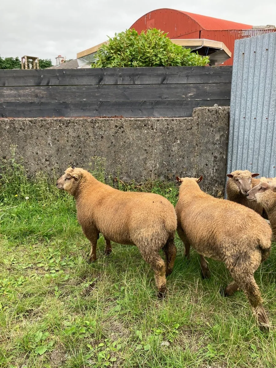 Selection of pedigree registered Vendeen ram lambs - Image 2