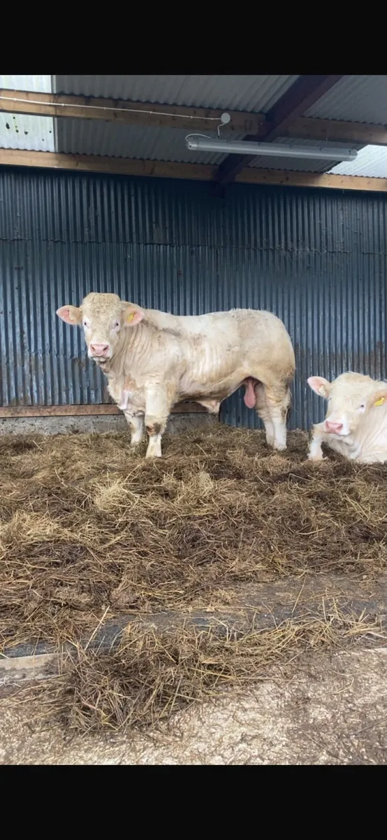 💥 Charolais Bulls 💥 - Image 1