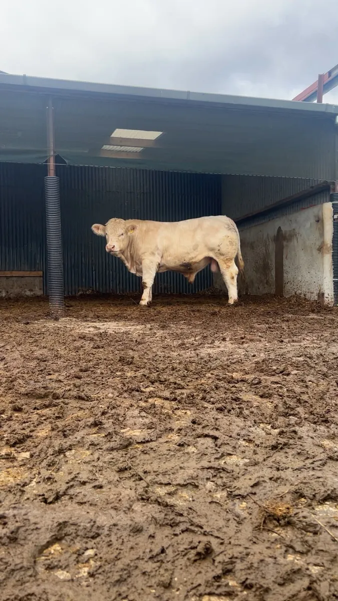 💥 Charolais Bulls 💥 - Image 2