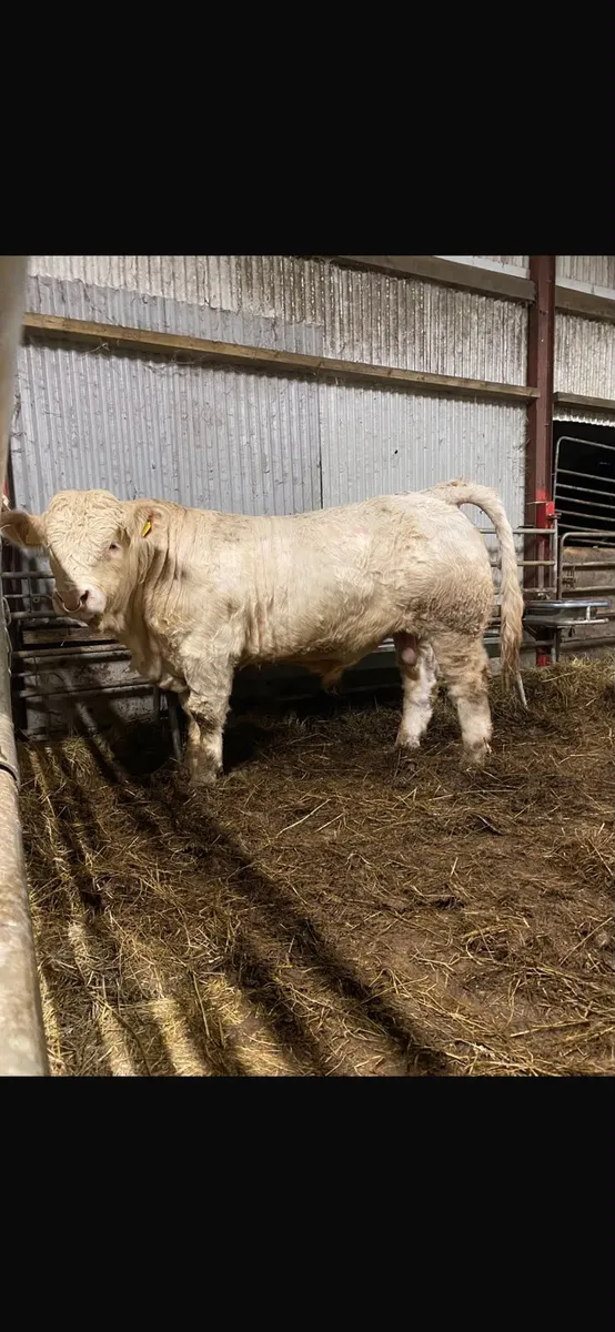 💥 Charolais Bulls 💥 - Image 3