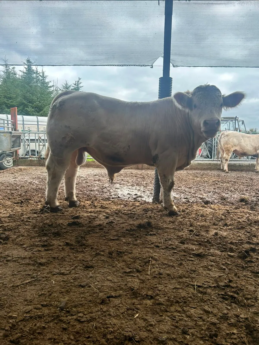 💥 Charolais Bulls 💥 - Image 4