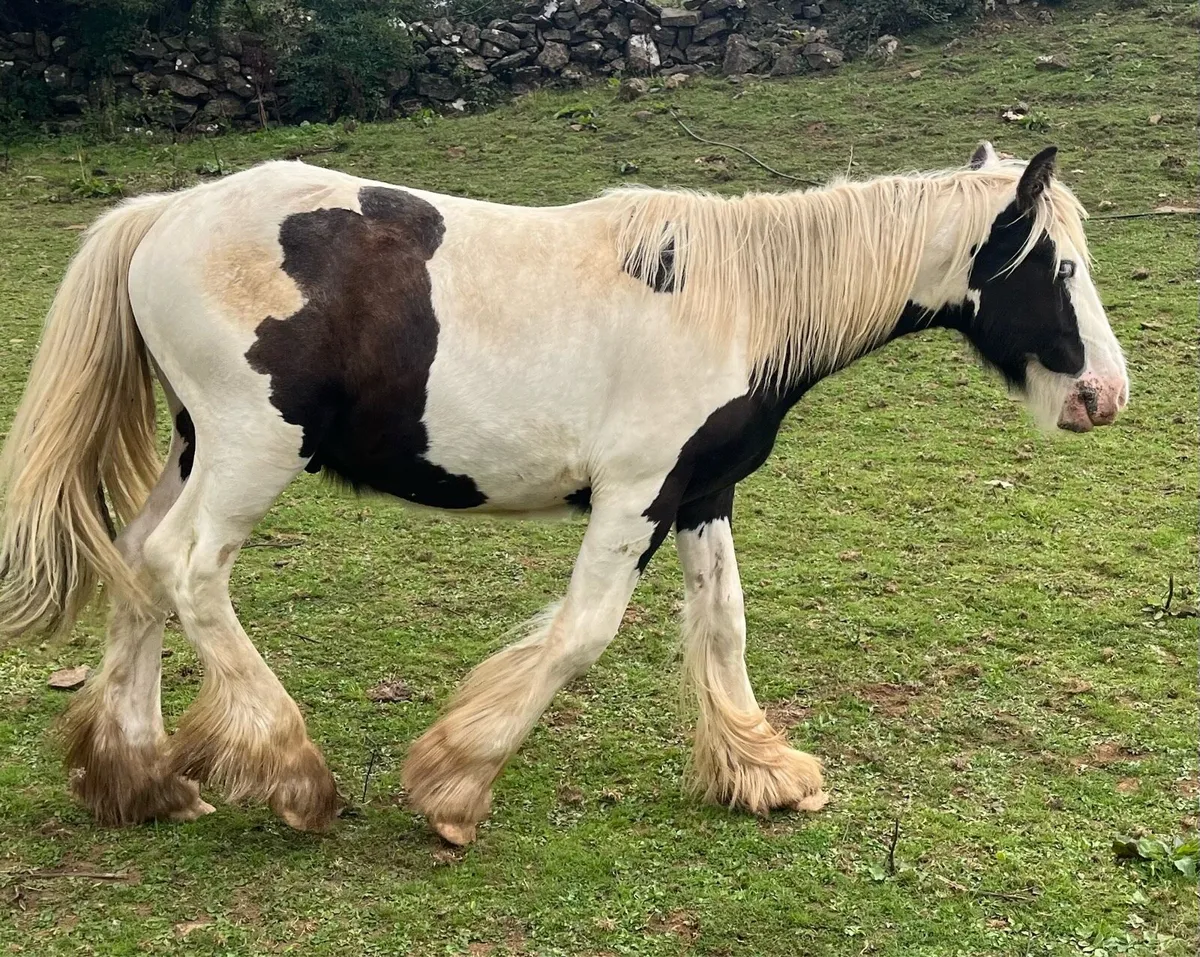 Colt Yearling - Image 1