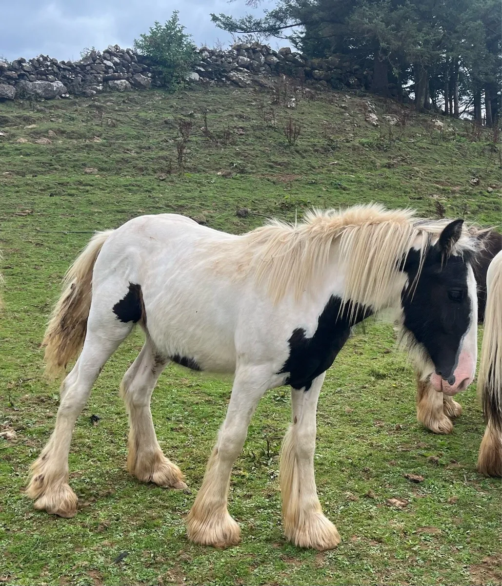 Colt Yearling - Image 3