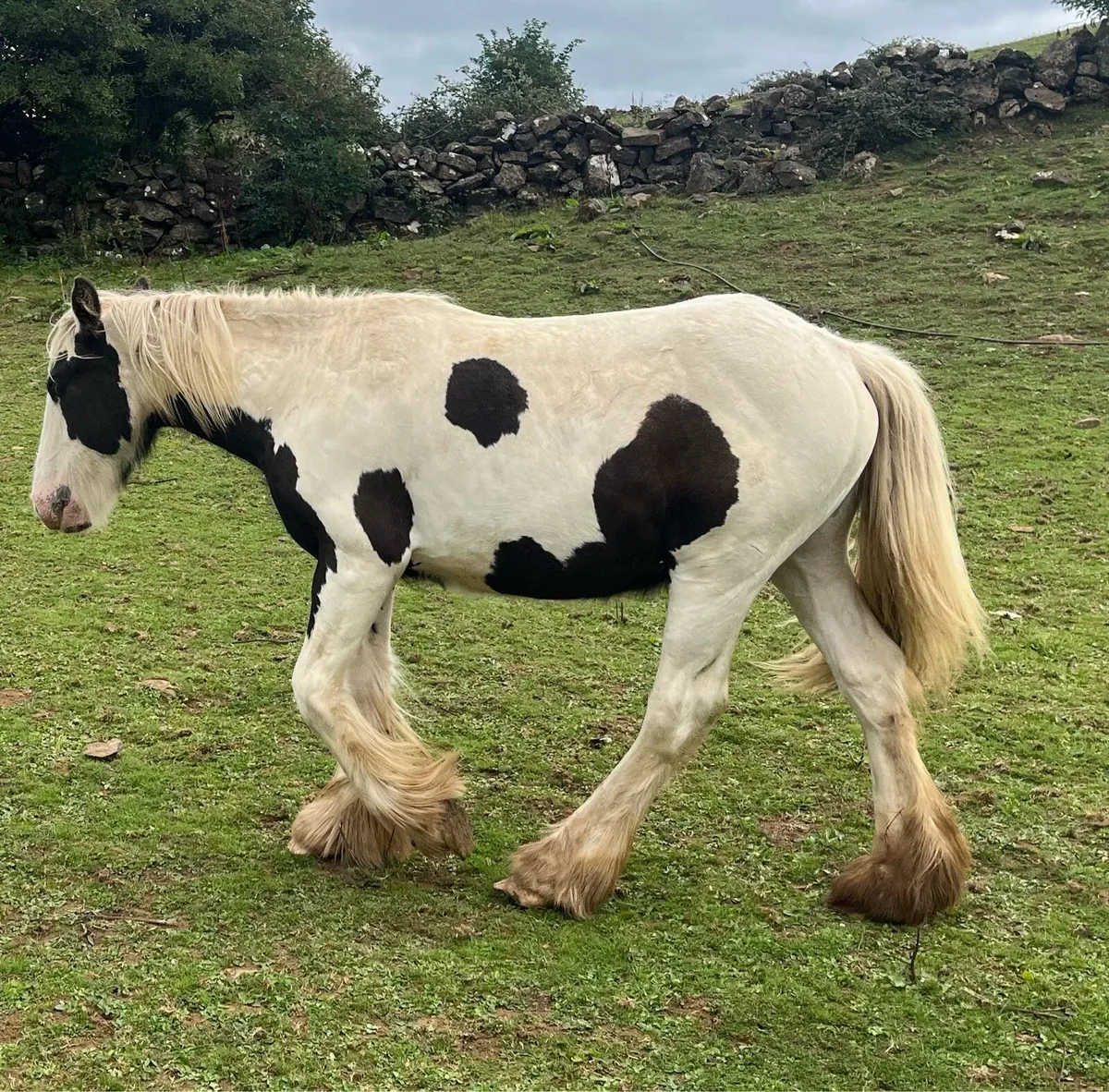 Colt Yearling - Image 2