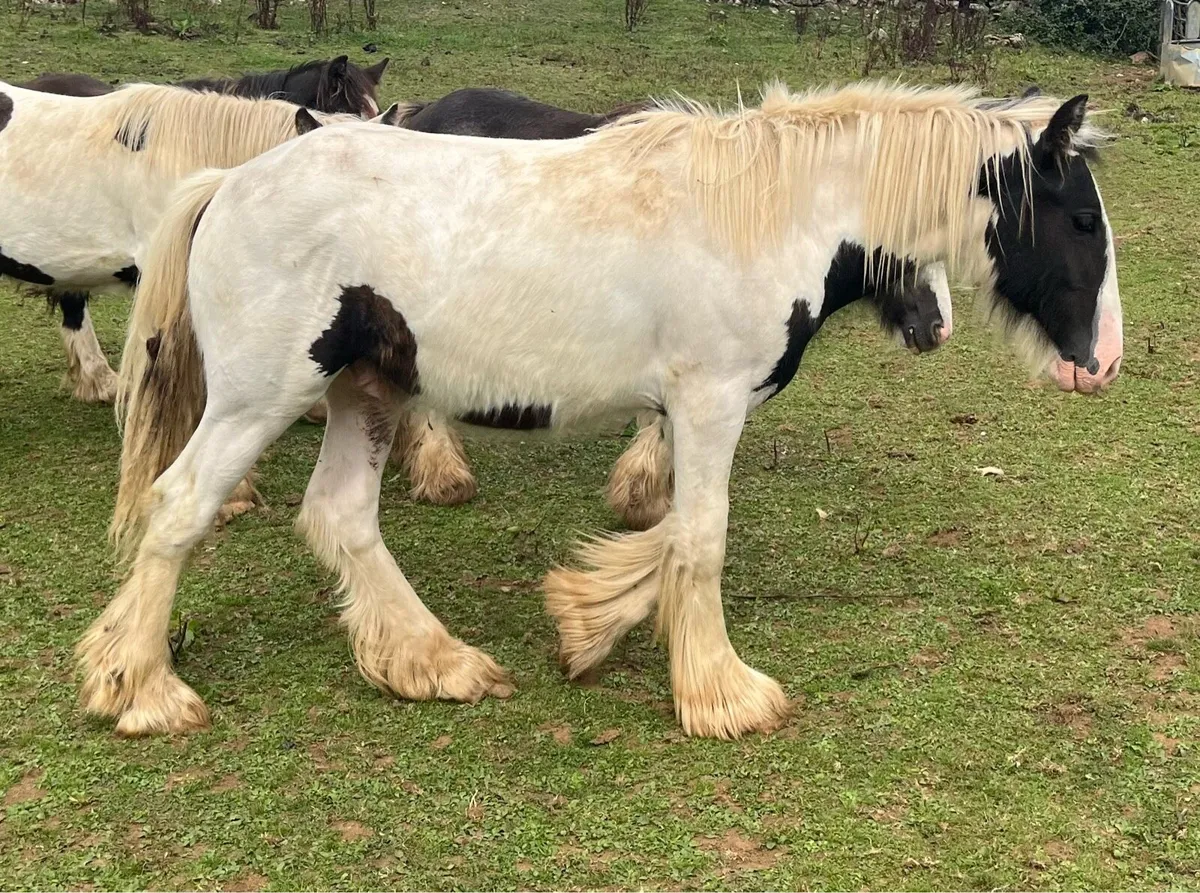 Colt Yearling - Image 4