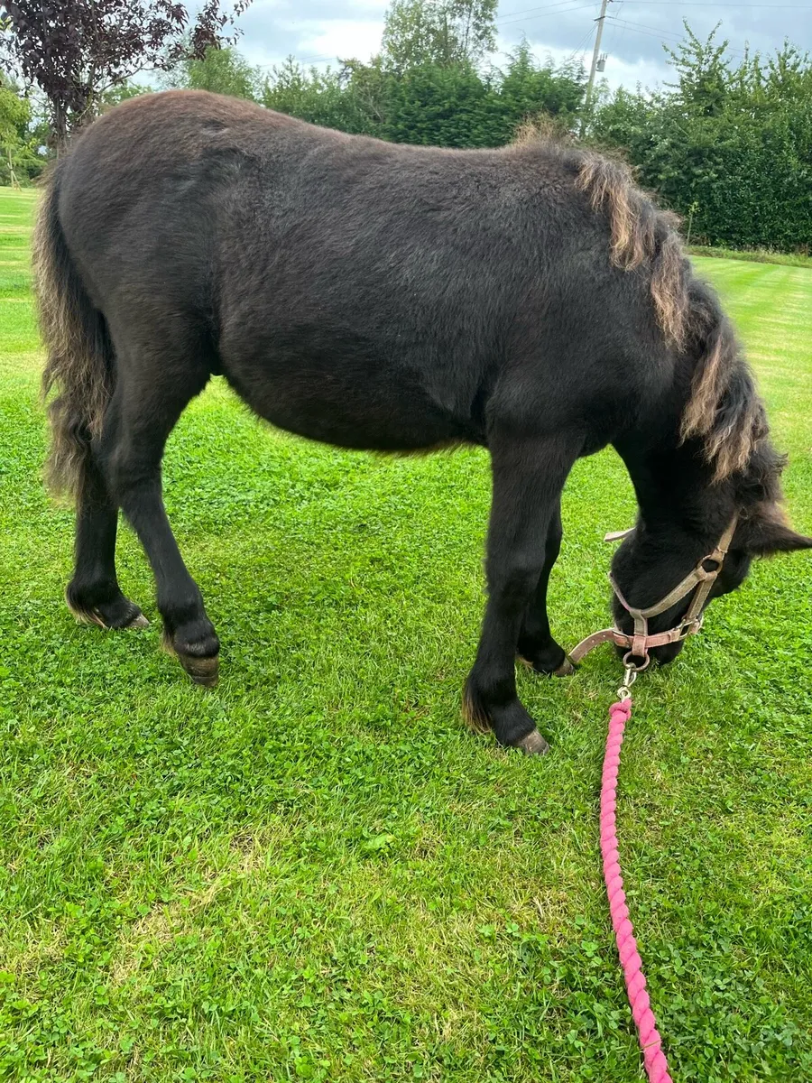 Standard Shetland Pony Colt! 🐴 - Image 2