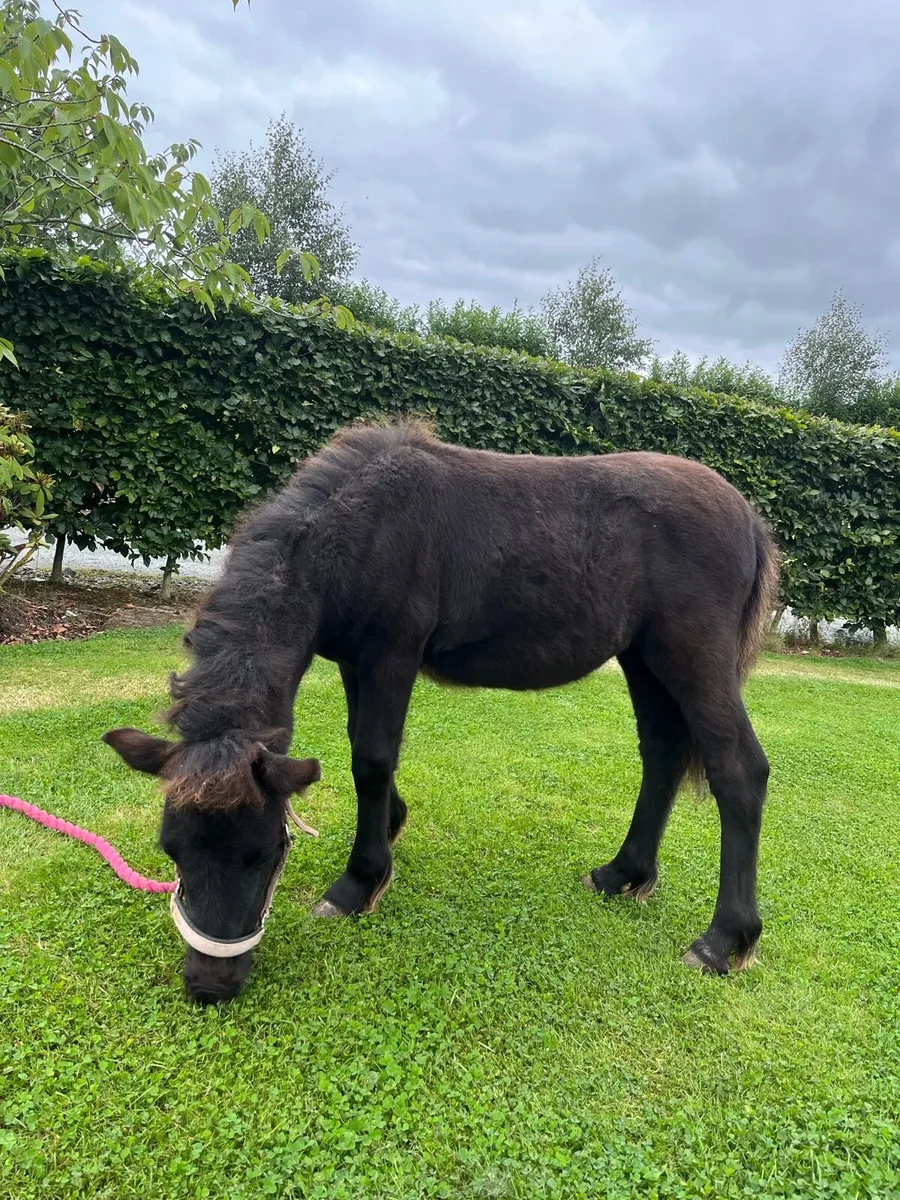 Standard Shetland Pony Colt! 🐴 - Image 3