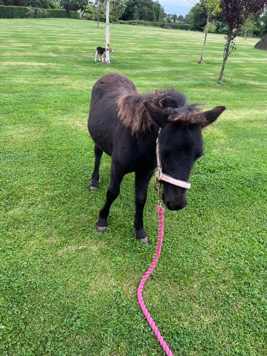 Standard Shetland Pony Colt! 🐴 - Image 1