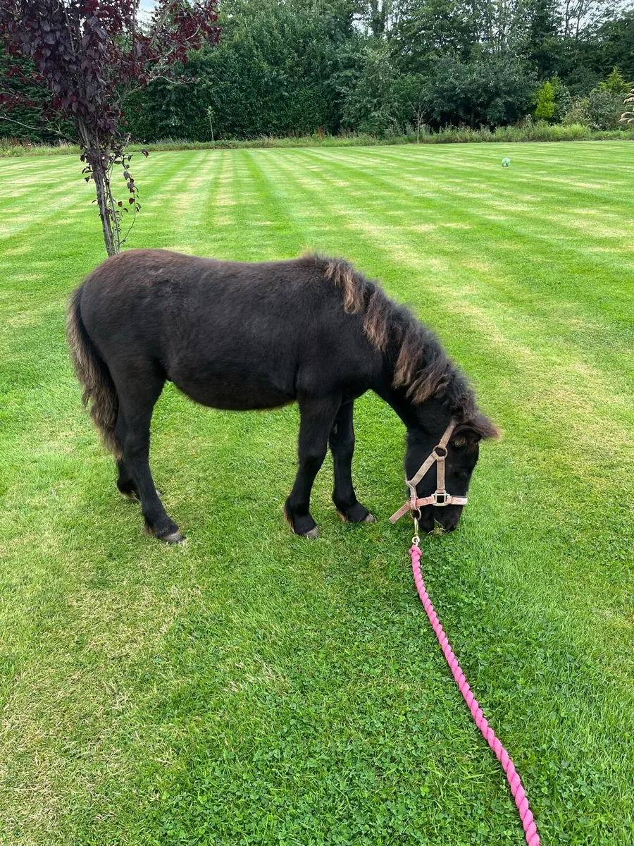 Standard Shetland Pony Colt! 🐴 - Image 4