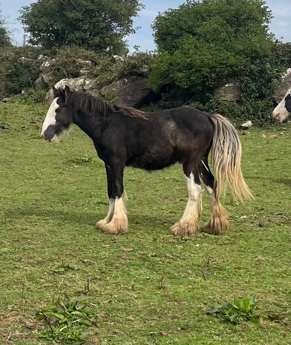 Colt Yearling - Image 1