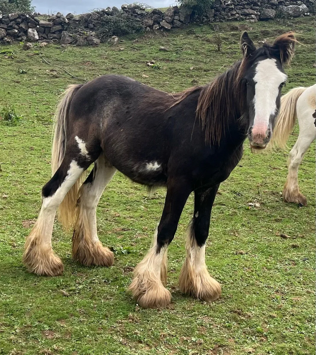 Colt Yearling - Image 2