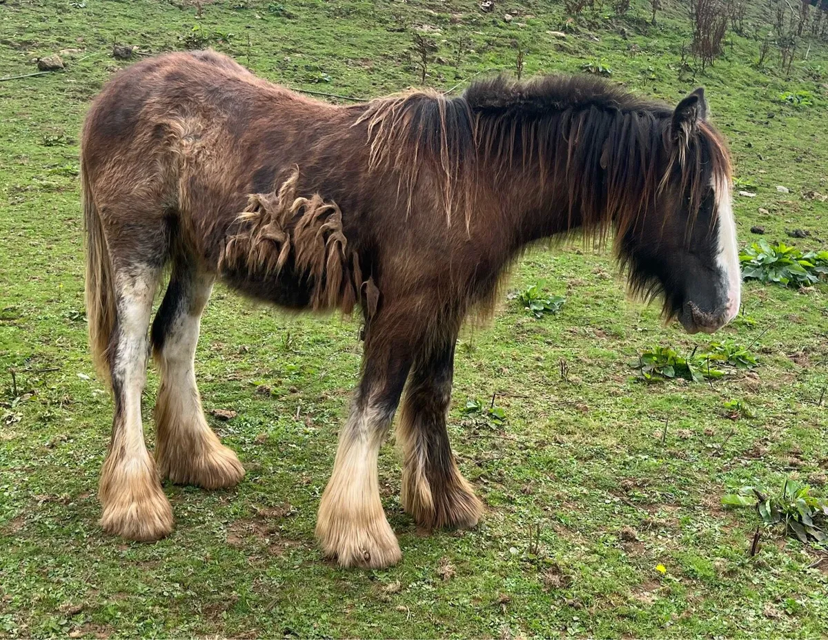 Colt Yearling - Image 3
